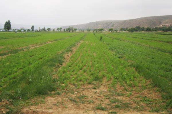黃芩種植技術 黃芩產地在哪里
