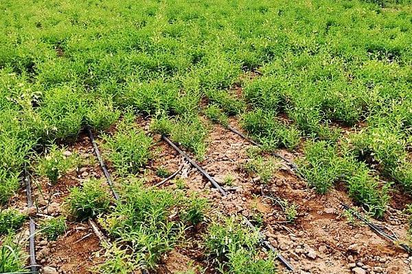 黃芩種植技術 黃芩產地在哪里