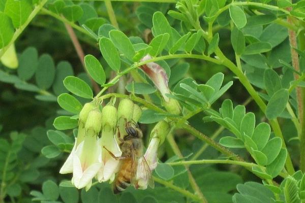 黃芩種植技術 黃芩產地在哪里