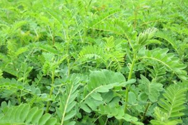 黃芩種植技術 黃芩產地在哪里