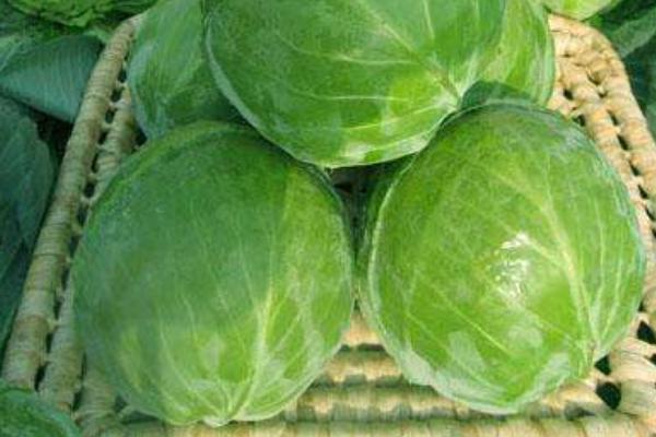 甘藍菜功效與作用 甘藍菜營養價值