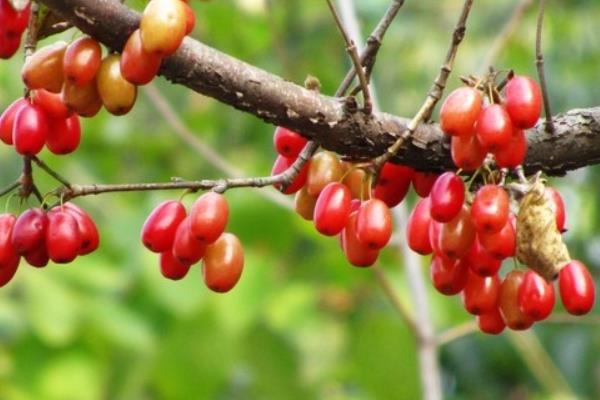山茱萸的功效與作用及禁忌 山茱萸如何炮制