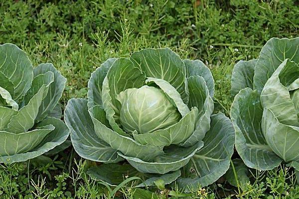 甘藍菜和卷心菜的區別是什么 甘藍菜的種類