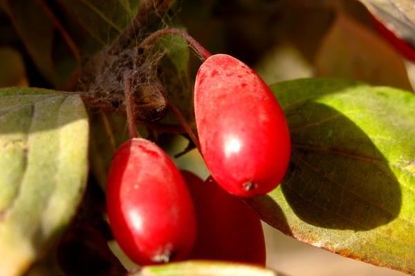 山茱萸的功效與作用及禁忌 山茱萸如何炮制