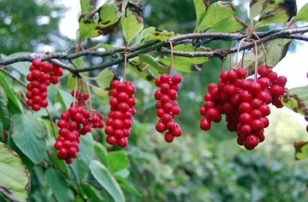 五味子圖片大全 五味子是什么東西-