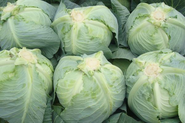 甘藍菜市場價格多少錢一斤