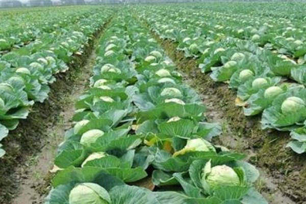 甘藍菜圖片大全 甘藍菜簡介