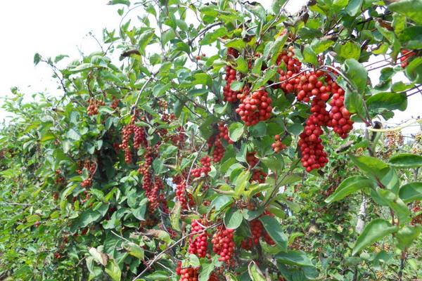 五味子圖片大全 五味子是什么東西-