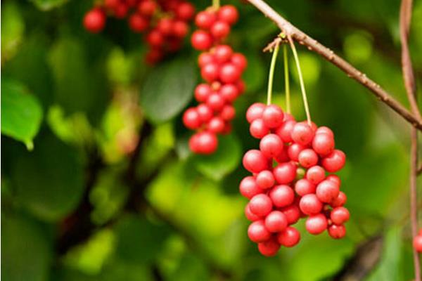 五味子圖片大全 五味子是什么東西-