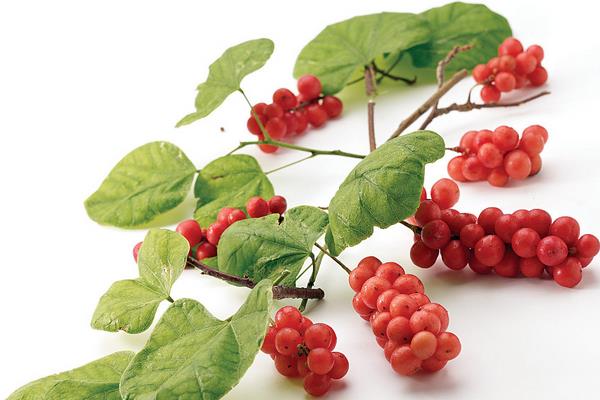 五味子圖片大全 五味子是什么東西-