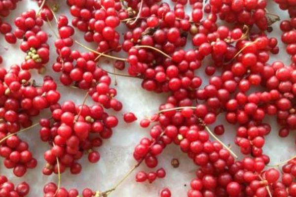 五味子圖片大全 五味子是什么東西-