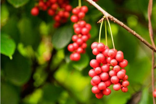 新鮮五味子怎么保存 五味子是水果嗎