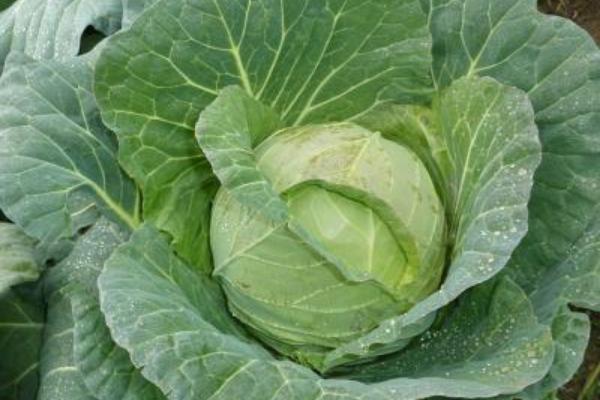 什么是甘藍菜 甘藍菜科的蔬菜有哪些