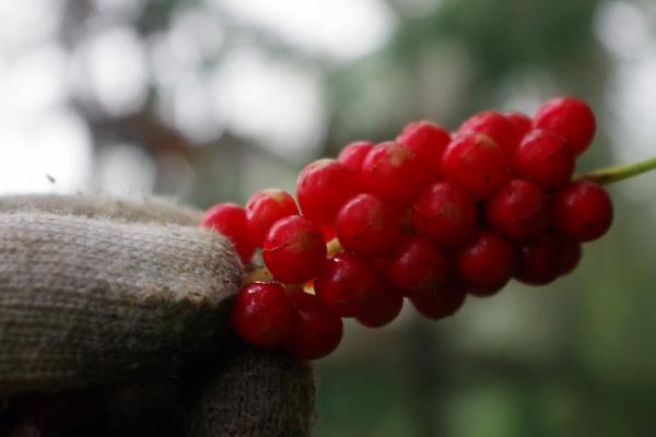 五味子的用途 五味子的藥用價值