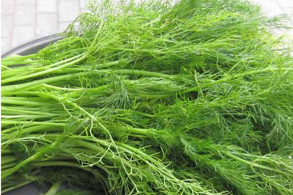 茴香市場價格多少錢一斤  茴香的功效和作用