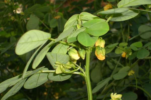 決明子哪里產的最好 怎么種決明子 決明子種植技術