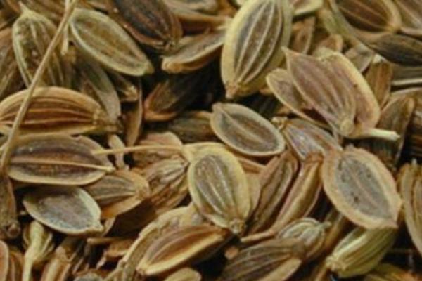 小茴香和茴香的區別是什么 小茴香和孜然的區別