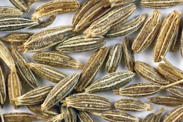 小茴香和茴香的區別是什么 小茴香和孜然的區別