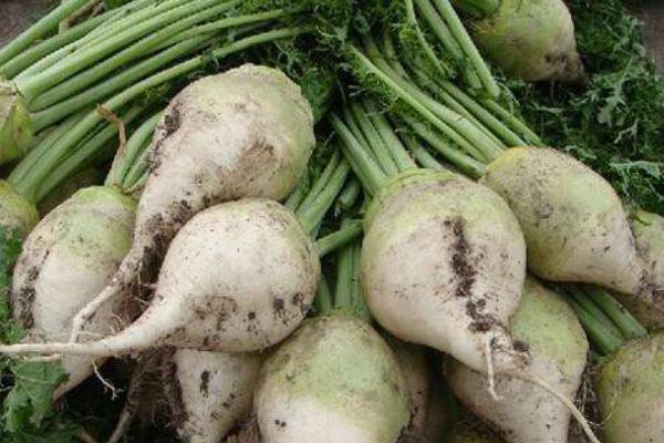 芥菜頭適合上什么復合肥  芥菜頭的施肥方法