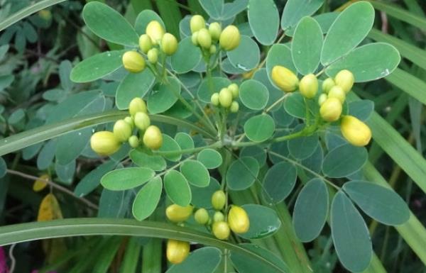 決明子哪里產(chǎn)的最好 怎么種決明子 決明子種植技術(shù)