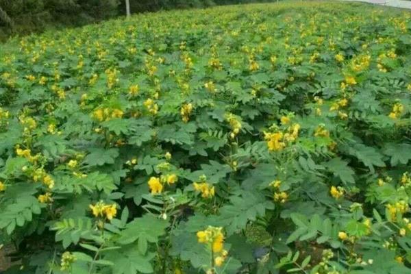 決明子哪里產(chǎn)的最好 怎么種決明子 決明子種植技術(shù)
