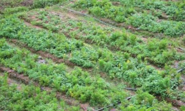 決明子哪里產(chǎn)的最好 怎么種決明子 決明子種植技術(shù)