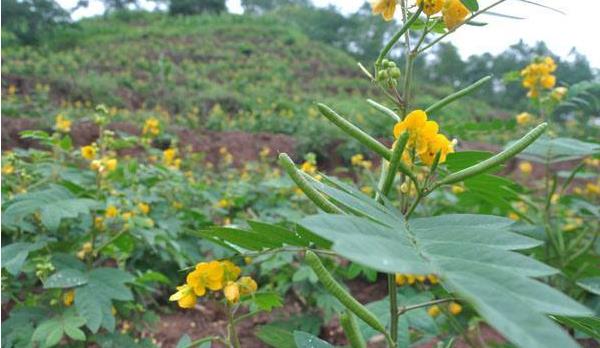 決明子哪里產(chǎn)的最好 怎么種決明子 決明子種植技術(shù)