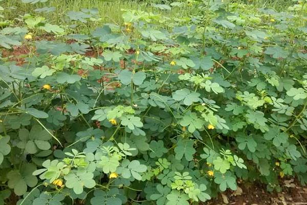 決明子哪里產(chǎn)的最好 怎么種決明子 決明子種植技術(shù)