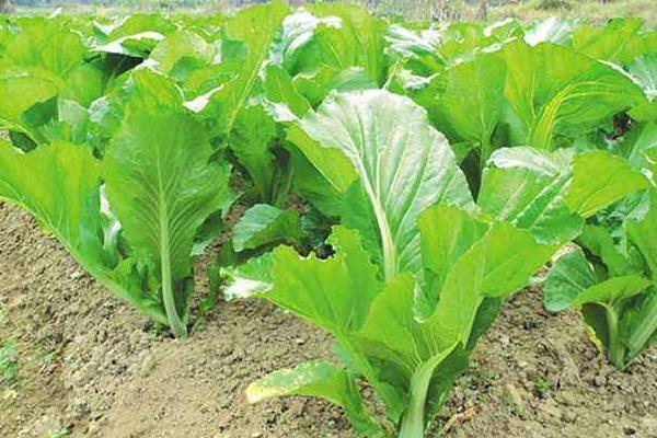 芥菜頭適合上什么復合肥 芥菜頭的施肥方法
