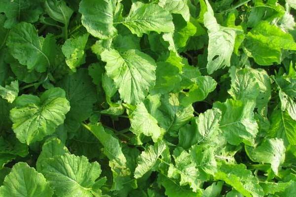 芥菜頭適合上什么復合肥 芥菜頭的施肥方法