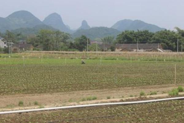 芥菜頭適合上什么復合肥 芥菜頭的施肥方法