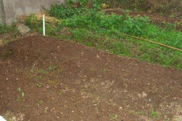 芥菜頭適合上什么復合肥 芥菜頭的施肥方法