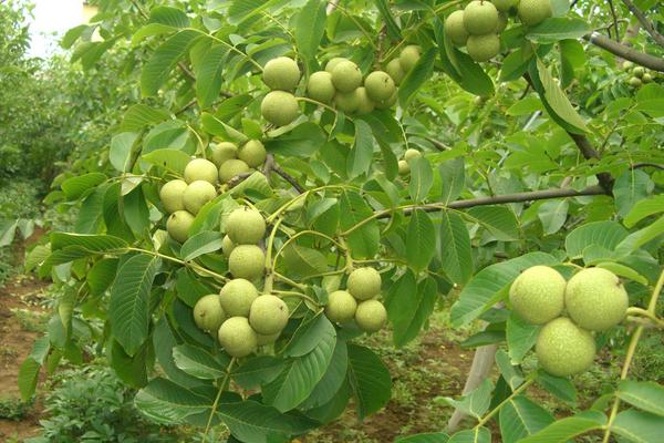 核桃樹的種植方法 核桃樹怎么種植