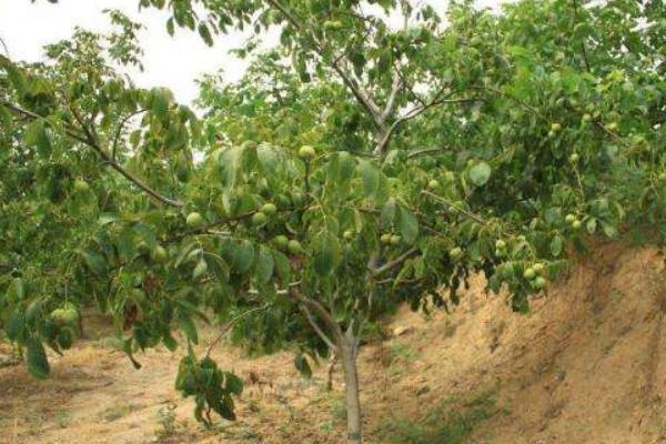 核桃樹幾年能結果 如何種核桃樹