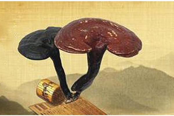 靈芝壯陽嗎 靈芝補腎嗎