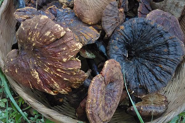 靈芝和什么相克 靈芝食用禁忌