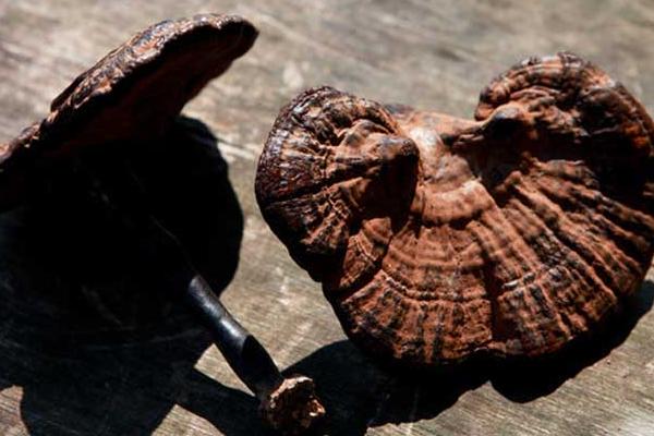 靈芝屬于菌類嗎 靈芝是蘑菇嗎