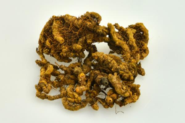 黃連的功效與作用及禁忌