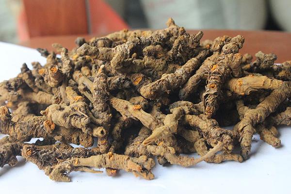 黃連的功效與作用及禁忌