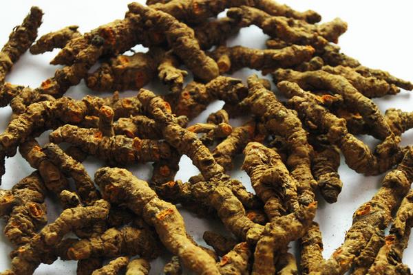 黃連的功效與作用及禁忌