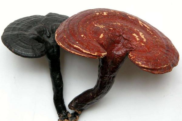 無柄靈芝好還是有柄好 天然野生靈芝與人工栽培靈芝的區別