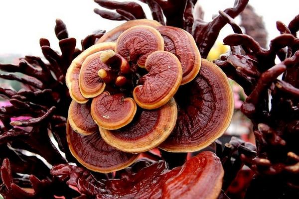 靈芝治療失眠嗎