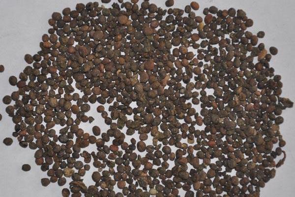 黃芩種子市場價格多少錢一斤 黃芩的繁殖方法