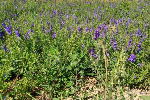 黃芩種子市場價格多少錢一斤 黃芩的繁殖方法
