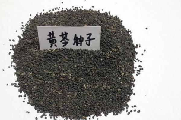 黃芩種子市場價格多少錢一斤 黃芩的繁殖方法