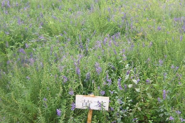 黃芩種子市場價格多少錢一斤 黃芩的繁殖方法