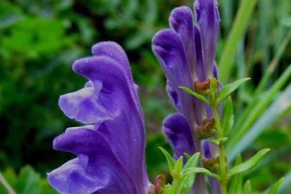 黃芩種子市場價格多少錢一斤 黃芩的繁殖方法