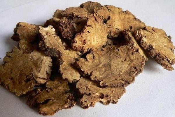 川芎圖片大全 川芎的功效與禁忌