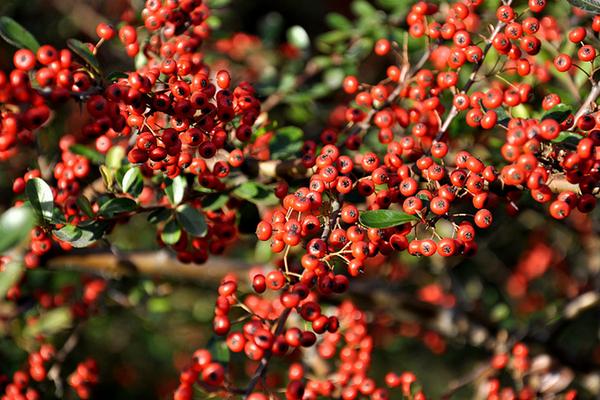 五味子治療肝炎嗎 五味子治療失眠嗎