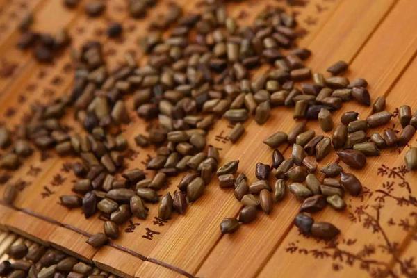 決明子圖片大全 決明子是什么 決明子的用途